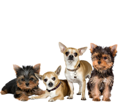 Banner yorkies & chi