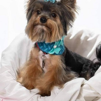 Brag page cody baby yorkie