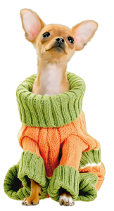 kisspng-chihuahua-maltese-dog-techichi-puppy-dog-breed-lovely-wear-sweater-puppy-5aad530e330020.5729577715213084302089